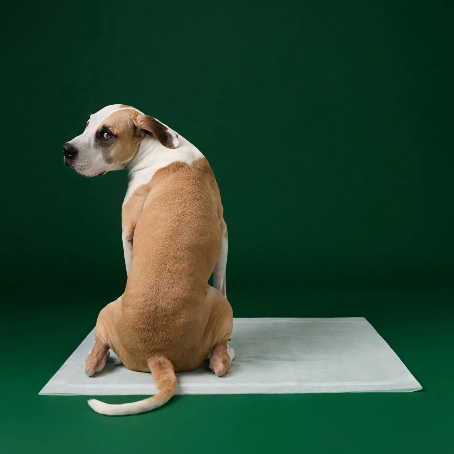 Ultra Absorbent Dog Pee Pads with AbsorbShield™+ Technology – 2X Faster Absorption