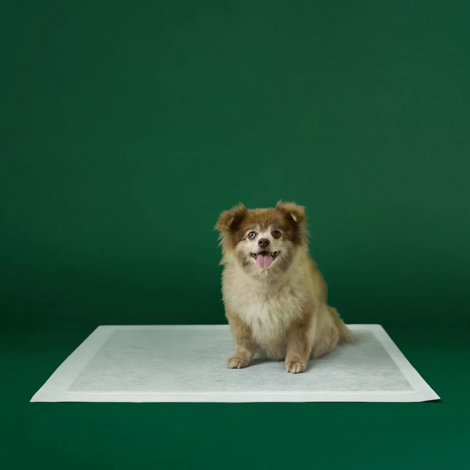 Ultra Absorbent Dog Pee Pads with AbsorbShield™+ Technology – 2X Faster Absorption