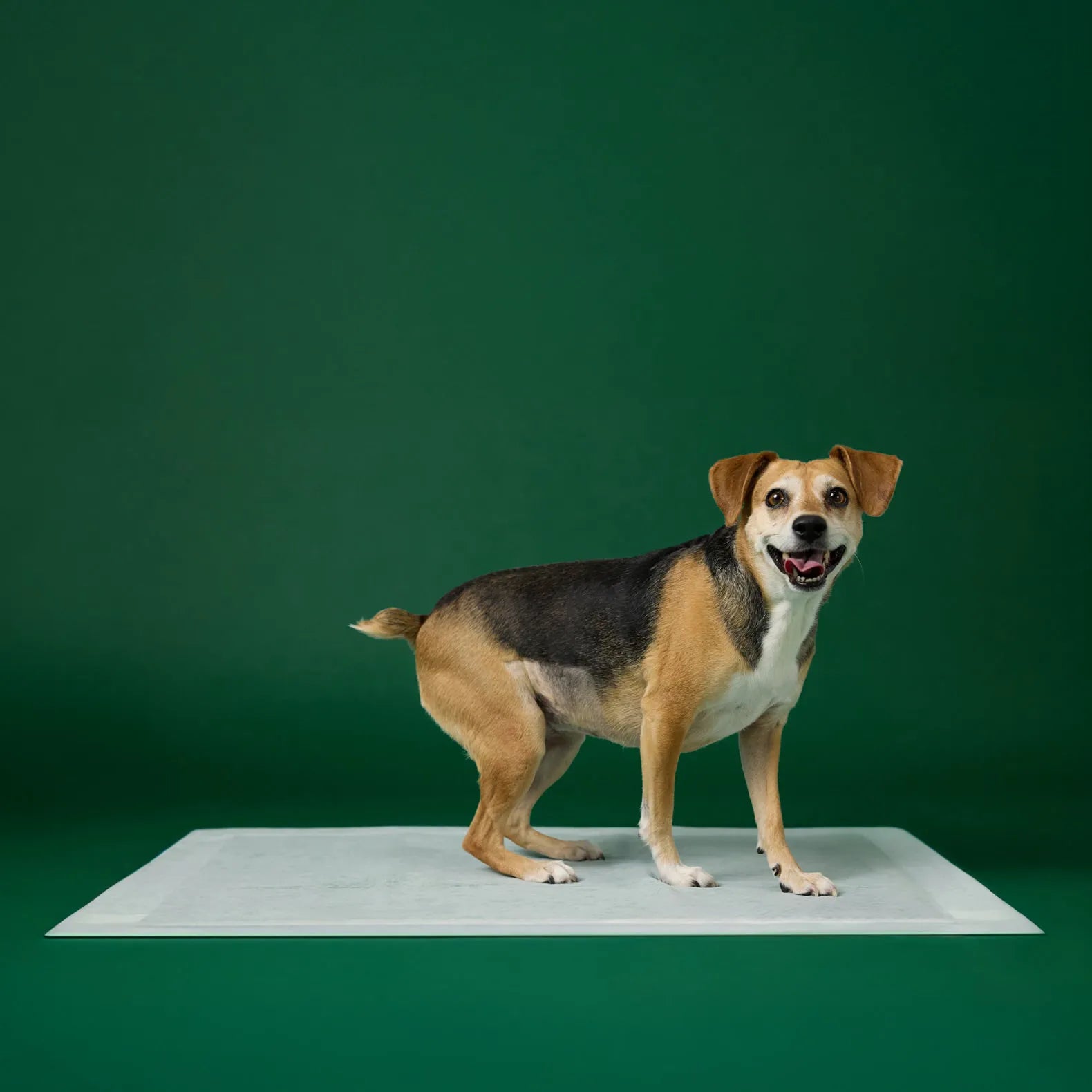 Ultra Absorbent Dog Pee Pads with AbsorbShield™+ Technology – 2X Faster Absorption
