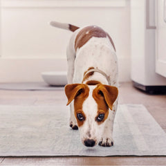 Ultra Absorbent Dog Pee Pads with AbsorbShield™+ Technology – 2X Faster Absorption