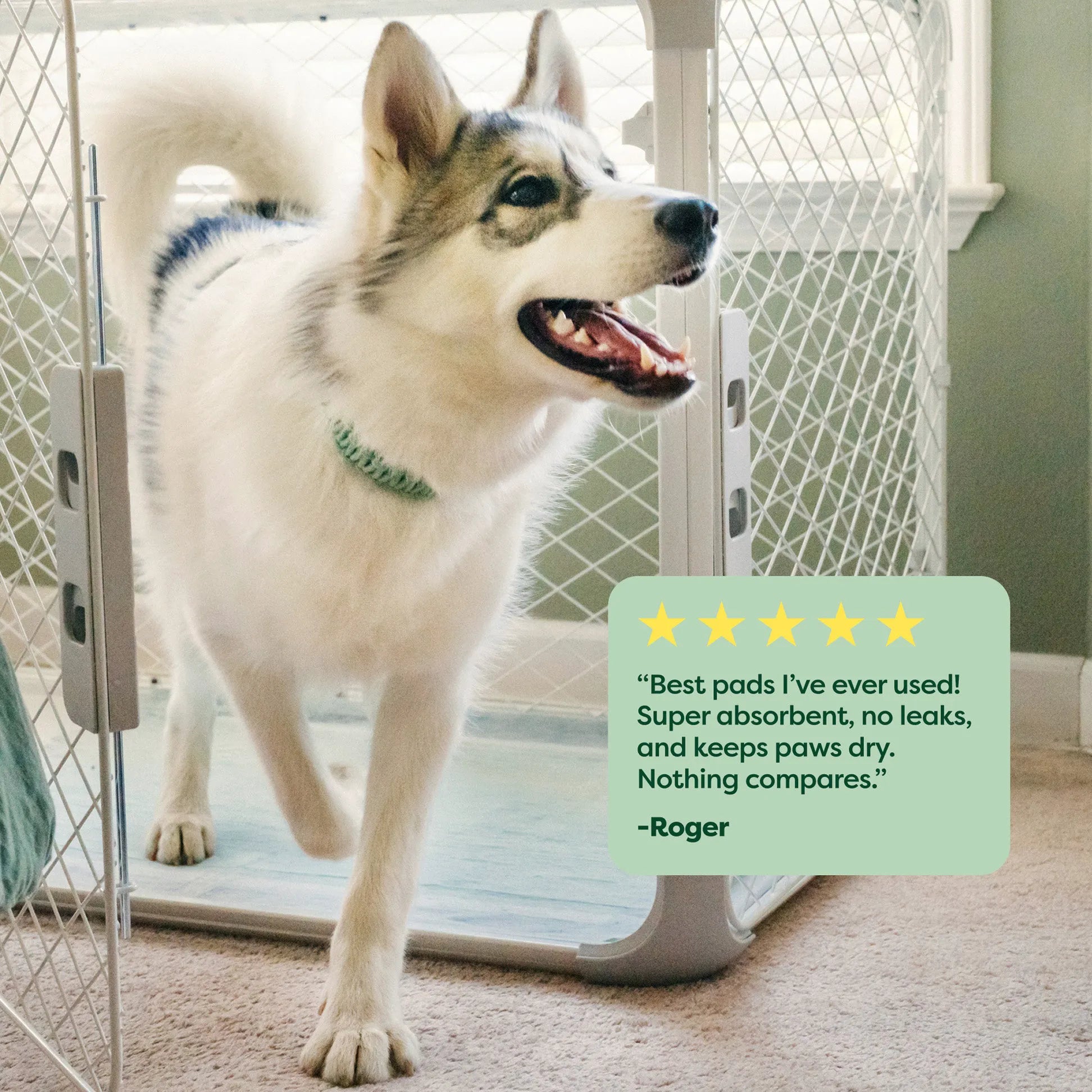 7-Count Trial Pack - Maximum Absorbency Pee Pads with AbsorbShield™+ Technology